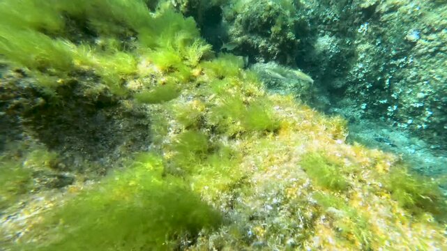 Ornate wrasse fish swimming in the clear blue sea.