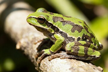 Naklejka premium Green tree frog with dark markings perched on a tree branch in a natural setting