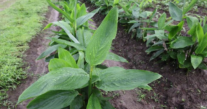 Close-up of fresh young arrowroot plants in agricultural row after rain. (Maranta arundinacea, arrowroot, maranta, West Indian arrowroot, obedience plant, or Bermuda arrowroot)