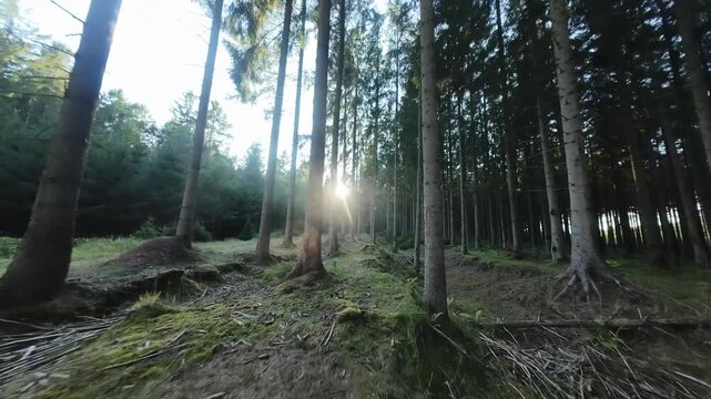 Cinematic Drone Flight Along Sunlit Forest Path Through Tall Evergreen Trees