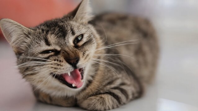 Tabby Cat Meowing Close Up