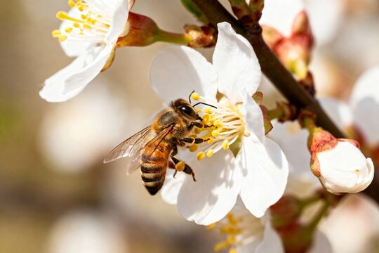 Honeybee collecting pollen from a white flowering blossom on a tree branch