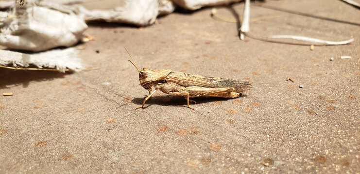 Side view macro shot of a brown grasshopper resting on dusty ground View(1)
cockroach on wood