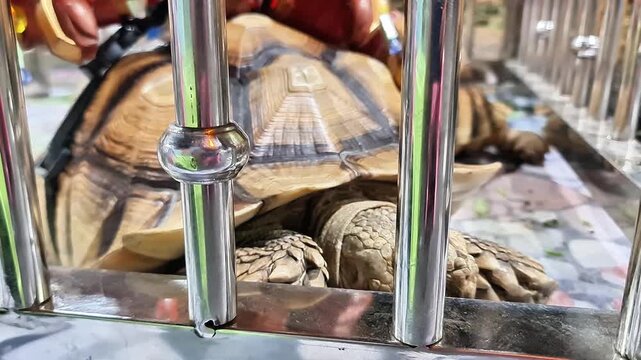 Macro Details of African Spurred Tortoise Shell and Scaly Legs
