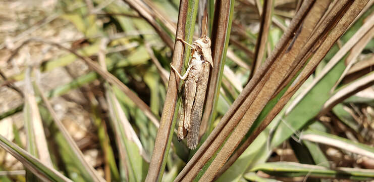 Macro shot of brown grasshopper camouflaged on dried plant stalk view(3)
grass in the wind