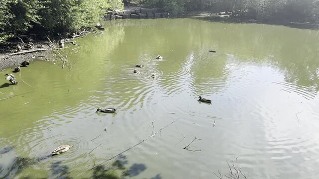 ducks in the pond at Saumarez park in Guenrsey