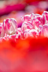 Obraz premium Pink and white tulips blooming in a colorful field during springtime