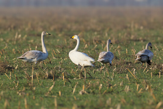 Whooper Swan (Cygnus cygnus) adult and juveniles standing together in an open grassy agricultural field.