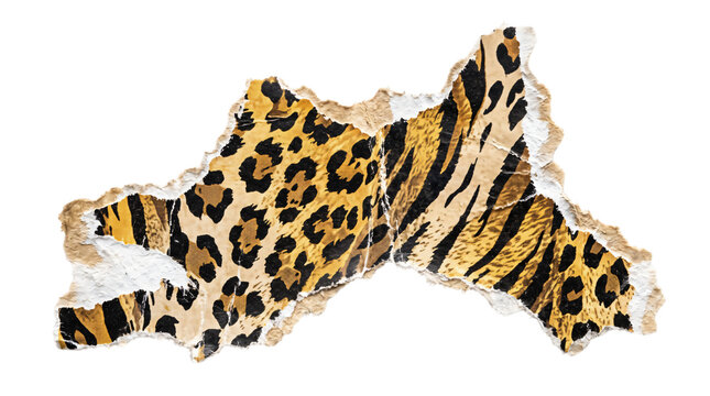 Leopard print torn paper scrap, animal pattern ripped cardboard piece, textured cheetah fur paper element on white background