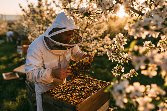 Inspecting honeybee colonies in spring beside blooming flowers