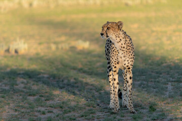 Cheetah (Acinonyx jubatus) searching for food in the Kgalagadi Transfrontier Park - part of the Kalahari - in South Africa © henk bogaard
