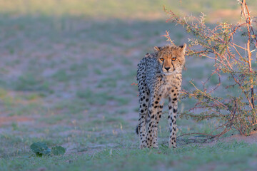 Cheetah (Acinonyx jubatus) searching for food in the Kgalagadi Transfrontier Park - part of the Kalahari - in South Africa © henk bogaard