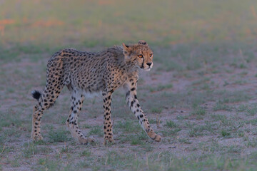Cheetah (Acinonyx jubatus) searching for food in the Kgalagadi Transfrontier Park - part of the Kalahari - in South Africa © henk bogaard