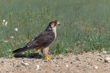 Fototapeta premium Lanner falcon (Falco biarmicus) hanging around in the Kgalagadi Transfrontier Park - part of the Kalahari - in South Africa