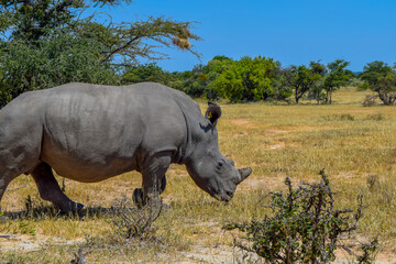 Fototapeta premium Close side profile of a white rhino with an oxpecker bird, South Africa