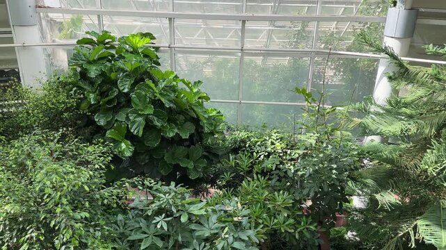 Dense collection of broadleaf tropical plants thrives inside sunny glass conservatory. Lush greenery covers ground and walls under glasshouse roofing in botanical garden. Panorama frames