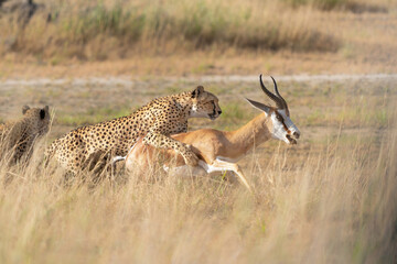 Cheetah (Acinonyx jubatus) searching for food in the Kgalagadi Transfrontier Park - part of the Kalahari - in South Africa © henk bogaard