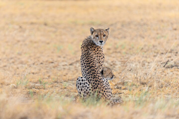 Cheetah (Acinonyx jubatus) searching for food in the Kgalagadi Transfrontier Park - part of the Kalahari - in South Africa © henk bogaard