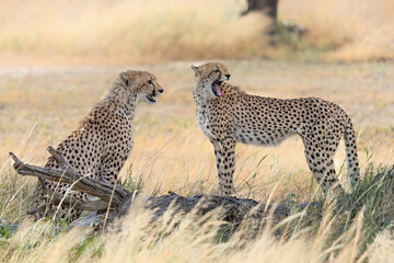 Cheetah (Acinonyx jubatus) searching for food in the Kgalagadi Transfrontier Park - part of the Kalahari - in South Africa © henk bogaard