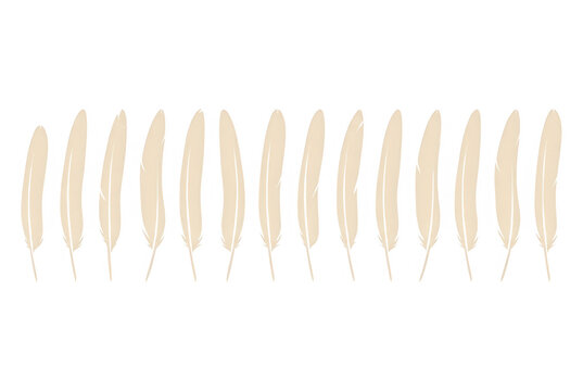 Une rang&eacute;e horizontale de plumes beiges minimalistes isol&eacute;es sur un fond blanc pur, cr&eacute;ant un motif &eacute;l&eacute;gant et &eacute;pur&eacute; id&eacute;al pour des designs graphiques modernes et d&eacute;licats.