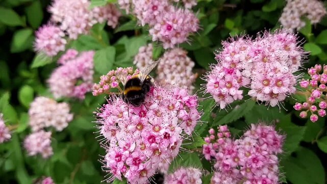 Macro video of bumblebee gathering nectar and pollen on pink spiraea flower bush. Insect pollination of summer blooming garden flowers outdoors close up.