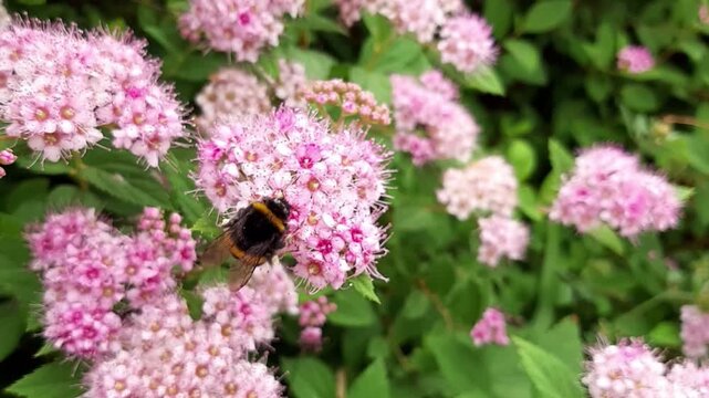 Macro video of bumblebee gathering nectar and pollen on pink spiraea flower bush. Insect pollination of summer blooming garden flowers outdoors close up.