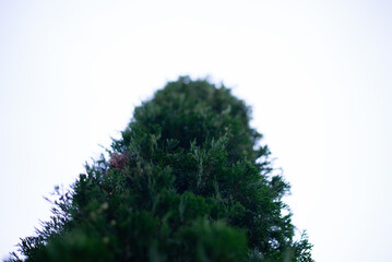 Decorative evergreen plants. Coniferous thuja trees in the landscape. Close-up © amdre100