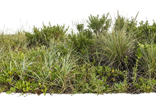 Une bande de v&eacute;g&eacute;tation sauvage compos&eacute;e d'herbes hautes, de buissons et de feuillage vert, isol&eacute;e sur un fond blanc pour des projets de design et d'architecture.