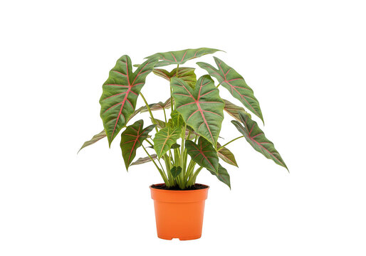 Alocasia plant in orange pot on transparent background elephant ear tropical