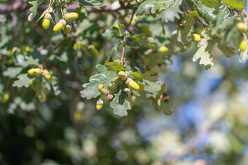 Bright green oak leaves adorned with acorns glisten under warm sunlight in a peaceful natural setting © beholdereye
