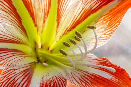 detail of an orange amarelis flower