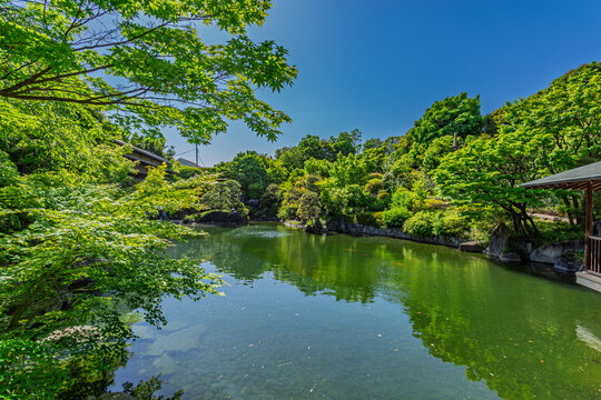 Panoramic view of the serene pond framed by green maple foliage under a clear sky at Mejiro Garden May 2024