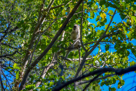 Vervet monkey perched high in a leafy tree, South Africa
