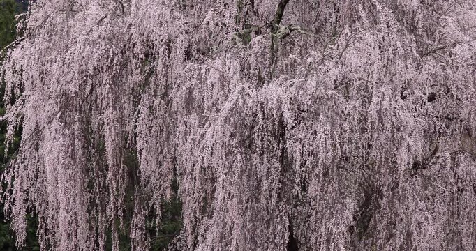 風に揺れる枝垂れ桜