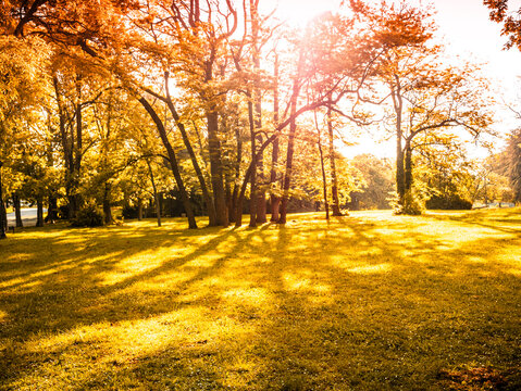 Sunny autumn park landscape with long tree shadows on yellow grass