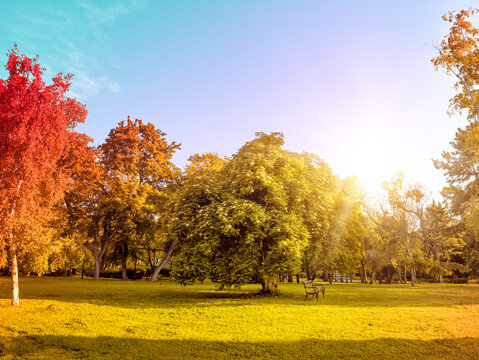 Sunny autumn park landscape with long tree shadows on yellow grass