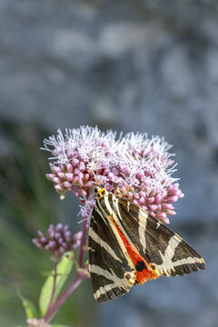 Euplagia quadripunctaria in French highlands, Auvergne, Cantal, France