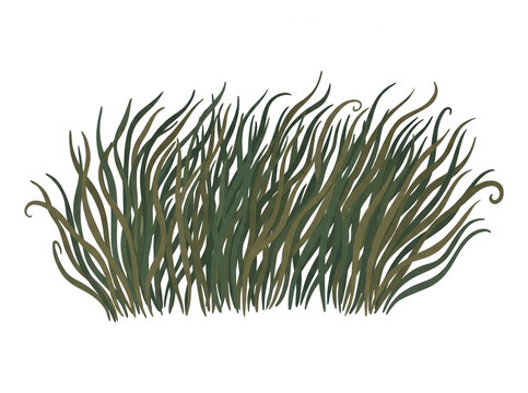 Ilustra&ccedil;&atilde;o vetorial estilizada de uma moita de grama verde com folhas longas e onduladas, elemento de design de natureza isolado no fundo branco.