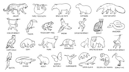 Naklejka premium Hand-drawn Amazon rainforest animals collection, 25 tropical wildlife line art icons, South American fauna sketches for coloring and education