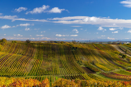 Autumn vineyard near Cejkovice, Southern Moravia, Czech Republic