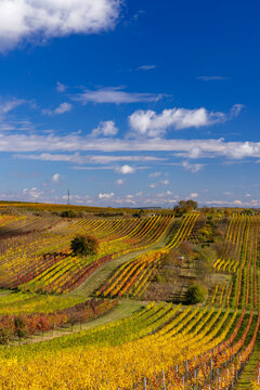 Autumn vineyard near Cejkovice, Southern Moravia, Czech Republic