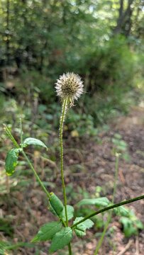  Dipsacus pilosus small teasel and spider web
