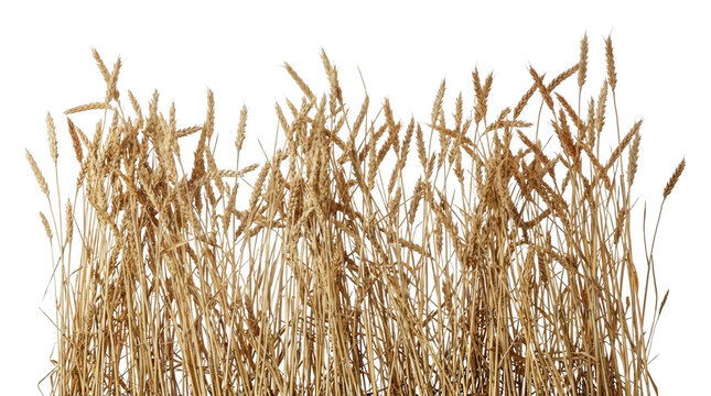 Espigas de trigo seco e capim dourado silvestre isolados em fundo branco, perfeitos para elementos de design gr&aacute;fico e composi&ccedil;&otilde;es naturais.