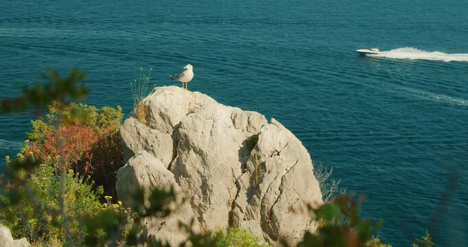 Seagull stands on a cliff rock above the blue summer sea and passing tourist boat