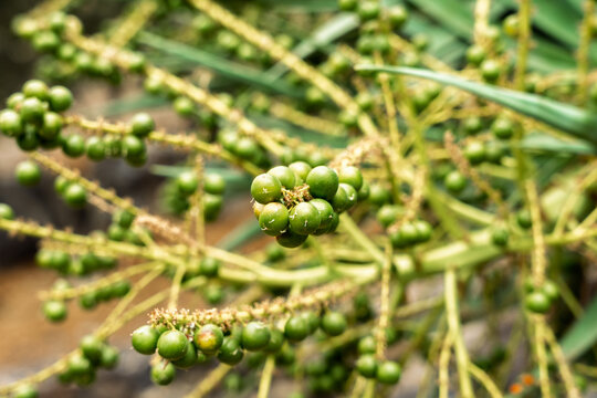 Green unripe fruits of dragon tree (Dracaena draco) growing in clusters on branch closeup.