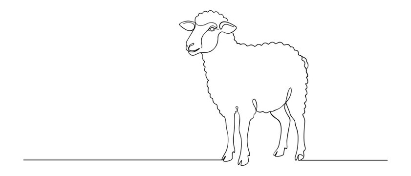 sheep line art illustration