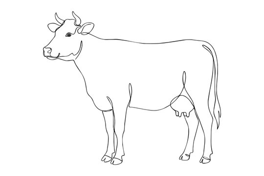 cow line art illustration