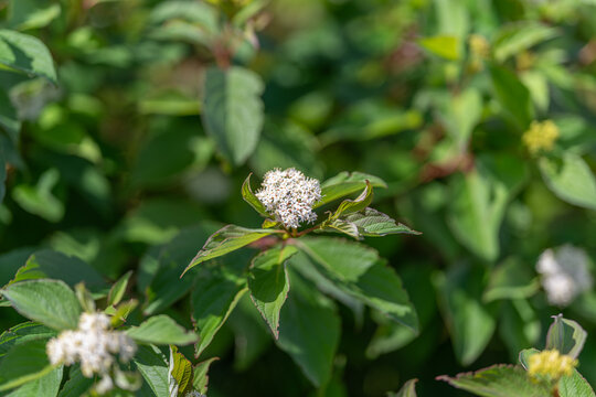 Blooming Cornus alba showcases delicate floral clusters amid vibrant green leaves in a serene garden setting