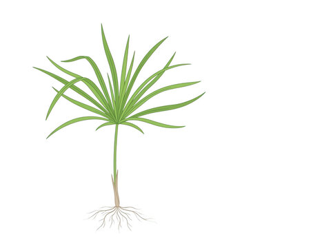 Botanische Vektor-Illustration einer gr&uuml;nen Zypergras-Pflanze mit detaillierten Wurzeln und Bl&auml;ttern, freigestellt auf wei&szlig;em Hintergrund.