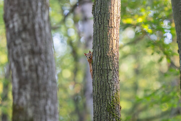 Obraz premium Squirrel peeking from behind a tree enjoying the serene forest landscape at sunrise